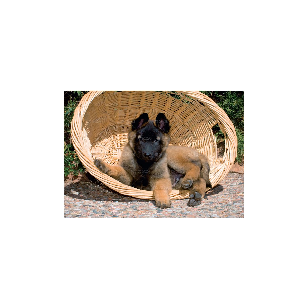 Kalendarz ścienny PSY rodzinny 280mm x 200mm Lucrum (WL08)