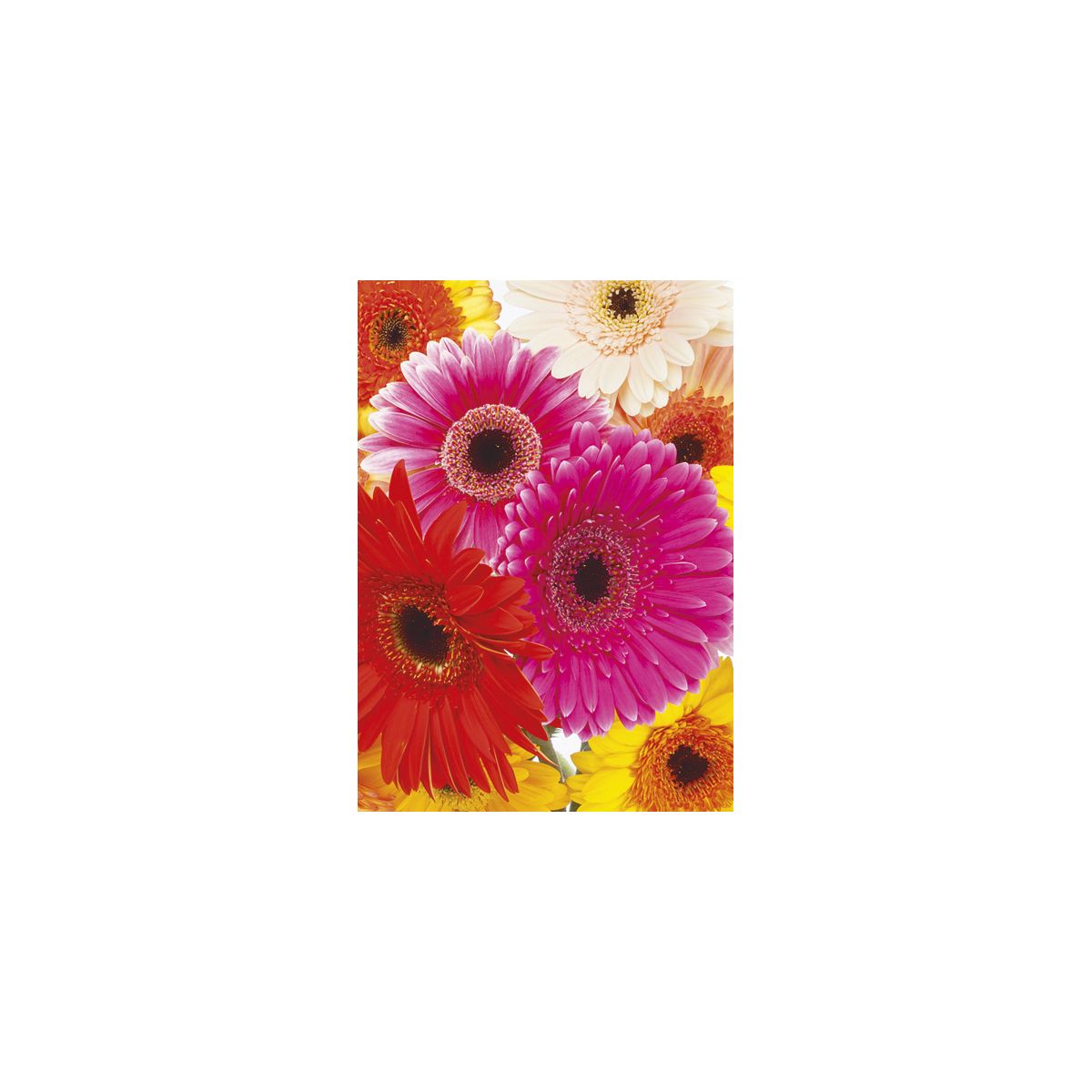 Bileciki do upominków, prezentów, kwiatów Pol-Mak 55 x 77 mm mix wzorów