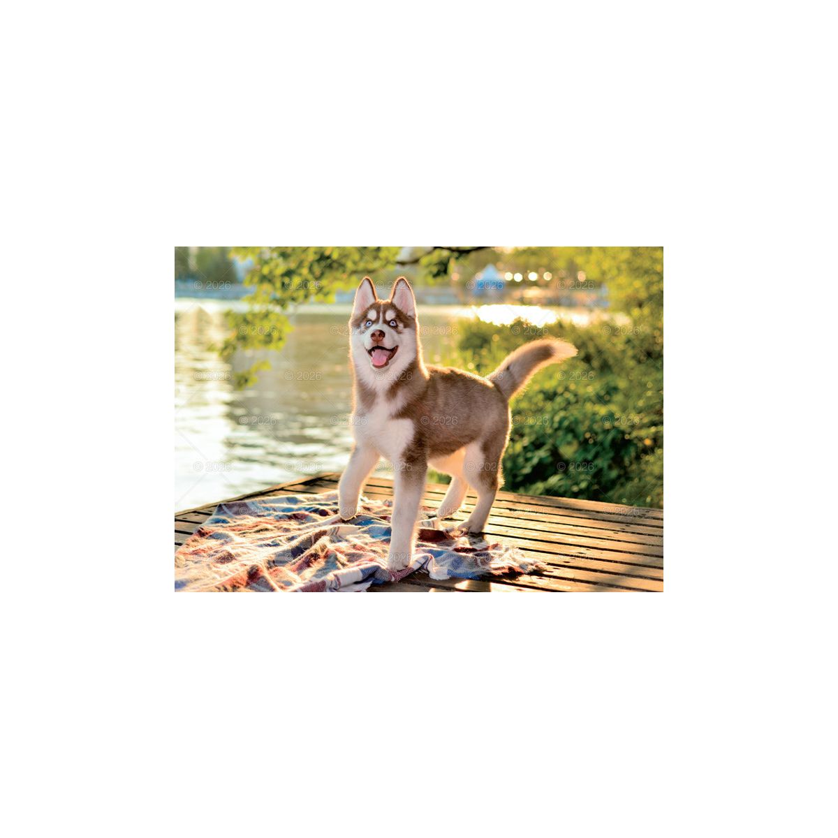 Kalendarz ścienny PSY rodzinny 280mm x 200mm Lucrum (WL08)