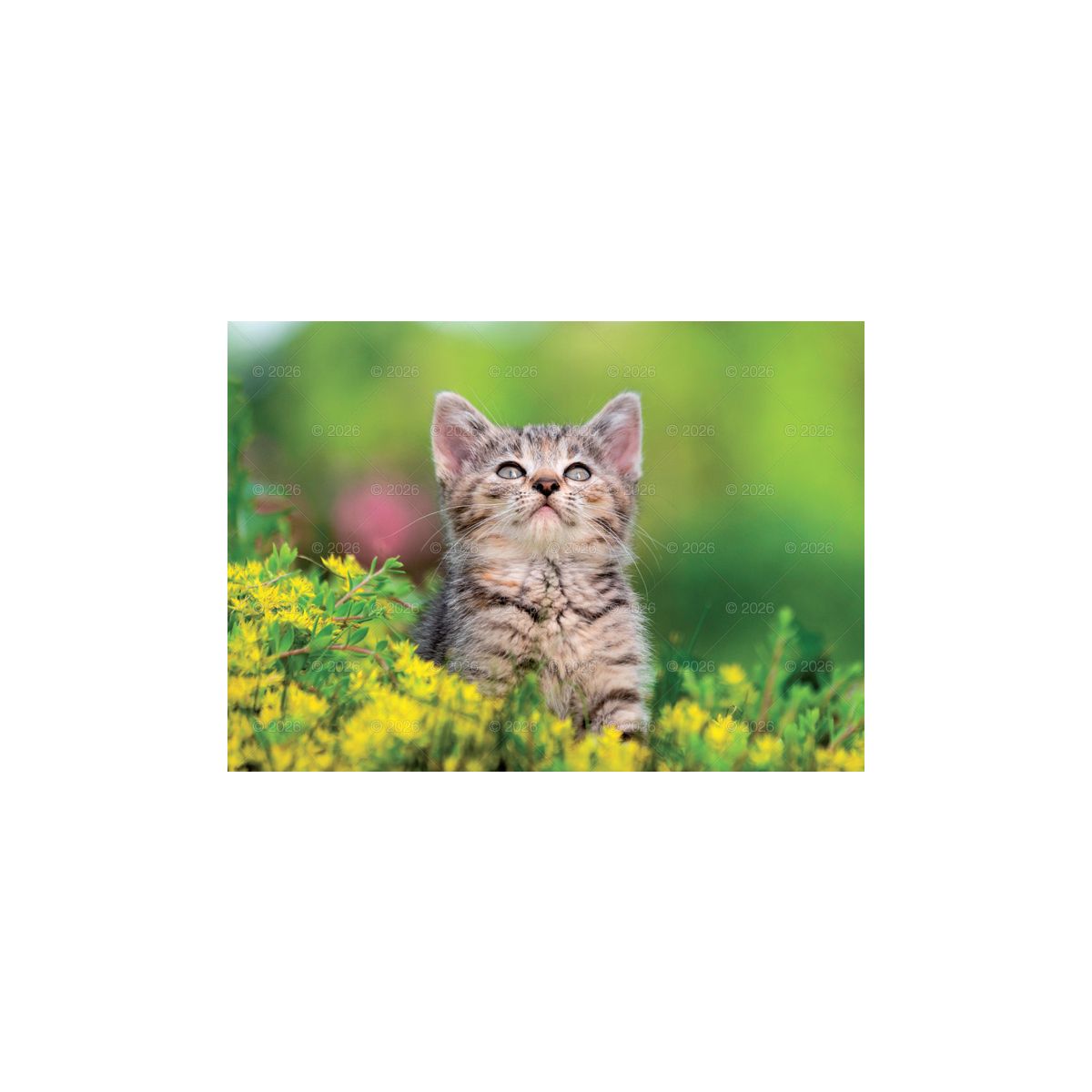Kalendarz ścienny koty i kotki rodzinny 280mm x 200mm Lucrum (WL09)