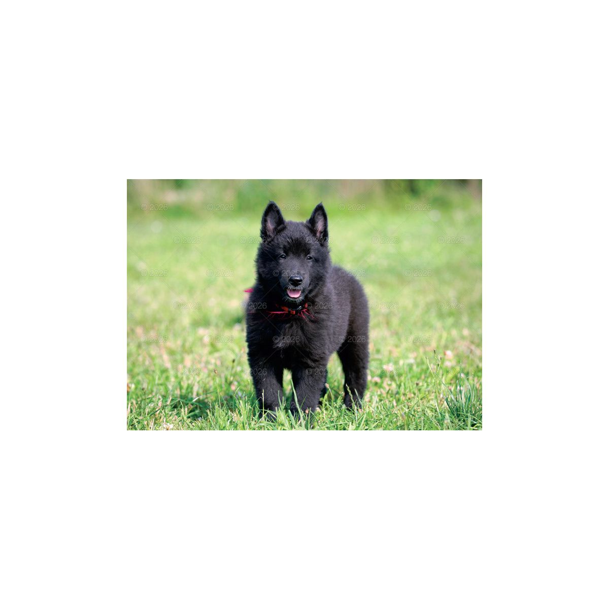 Kalendarz ścienny PSY rodzinny 280mm x 200mm Lucrum (WL08)