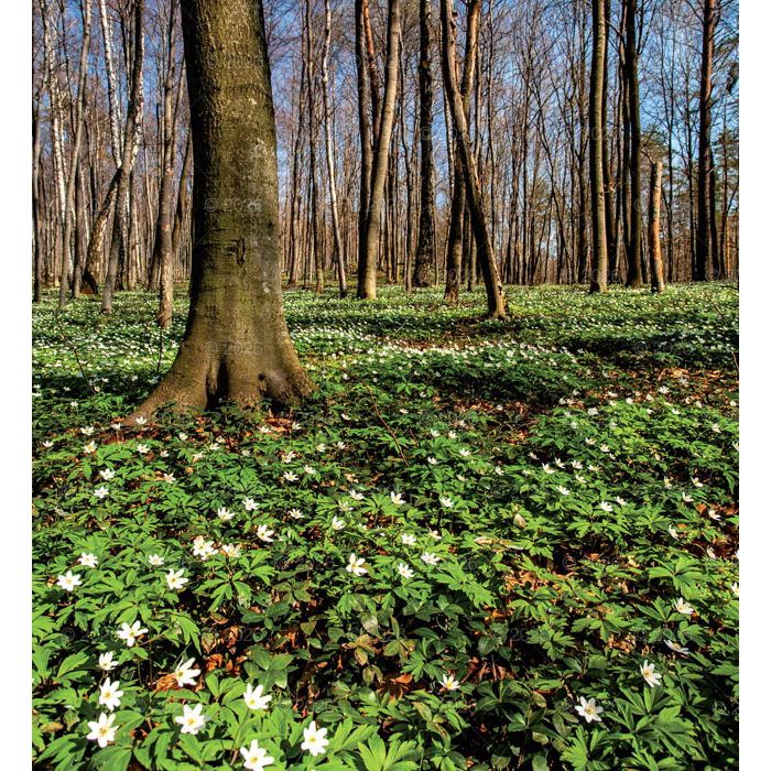 Kalendarz ścienny (401000) k:2915-377 MAGICZNA POLSKA 13-planszowe 2024 320mm x 470mm Lucrum (RW02)