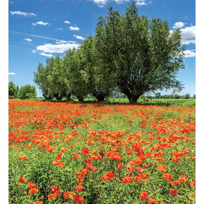 Kalendarz ścienny (401000) k:2915-377 MAGICZNA POLSKA 13-planszowe 2024 320mm x 470mm Lucrum (RW02)