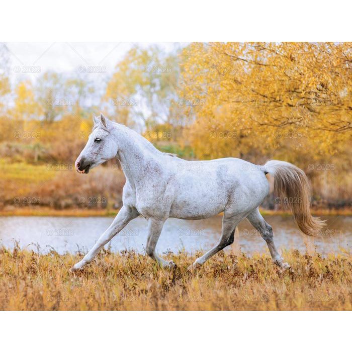 Kalendarz ścienny (401000) k:2915-377 13-planszowe 320mm x 470mm Lucrum (RW14)