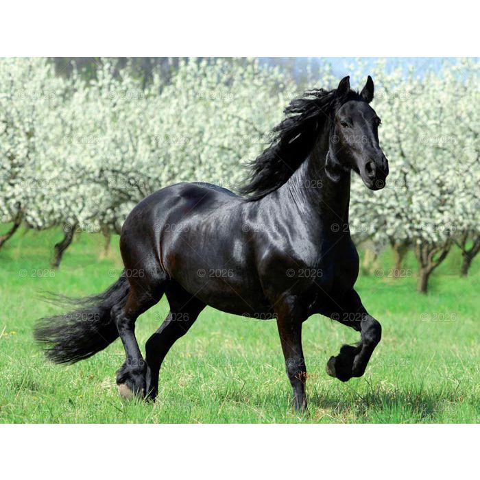 Kalendarz ścienny (401000) k:2915-377 13-planszowe 320mm x 470mm Lucrum (RW14)