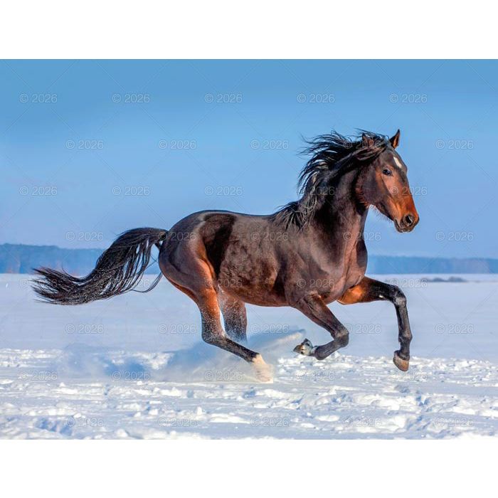Kalendarz ścienny (401000) k:2915-377 13-planszowe 320mm x 470mm Lucrum (RW14)
