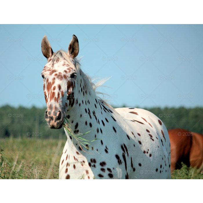 Kalendarz ścienny (401000) k:2915-377 13-planszowe 320mm x 470mm Lucrum (RW14)