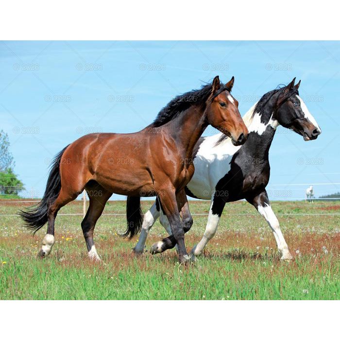 Kalendarz ścienny (401000) k:2915-377 13-planszowe 320mm x 470mm Lucrum (RW14)