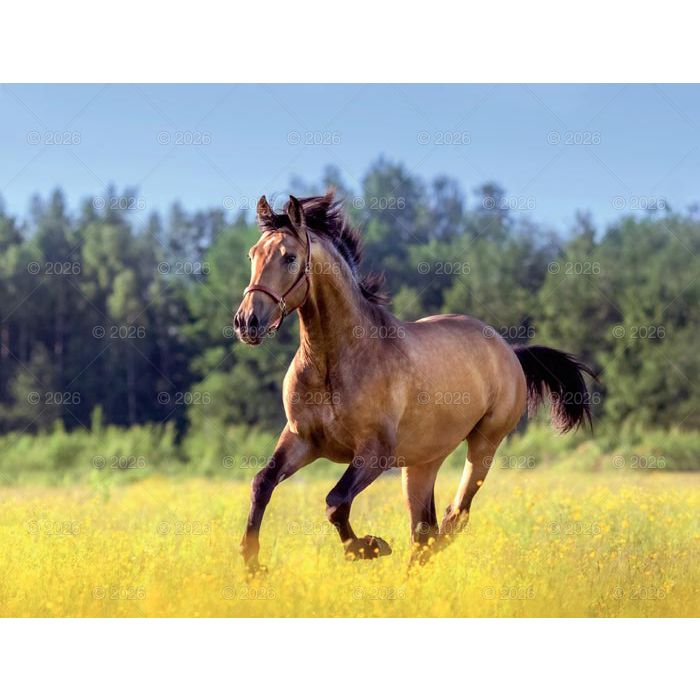 Kalendarz ścienny (401000) k:2915-377 13-planszowe 320mm x 470mm Lucrum (RW14)