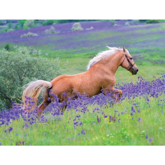 Kalendarz ścienny (401000) k:2915-377 13-planszowe 320mm x 470mm Lucrum (RW14)